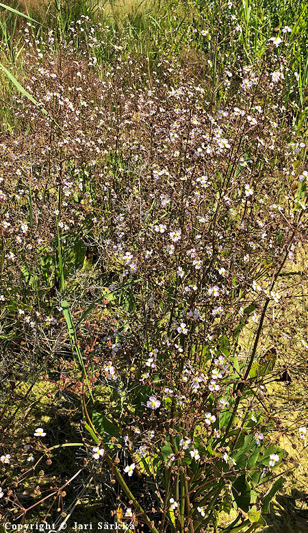 Alisma plantago-aquatica, ratamosarpio